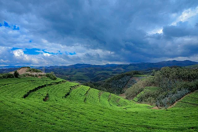Creative Commons CC BY-SA 4.0 DEED, Photo by Davy Images of Rwandan Landscape.