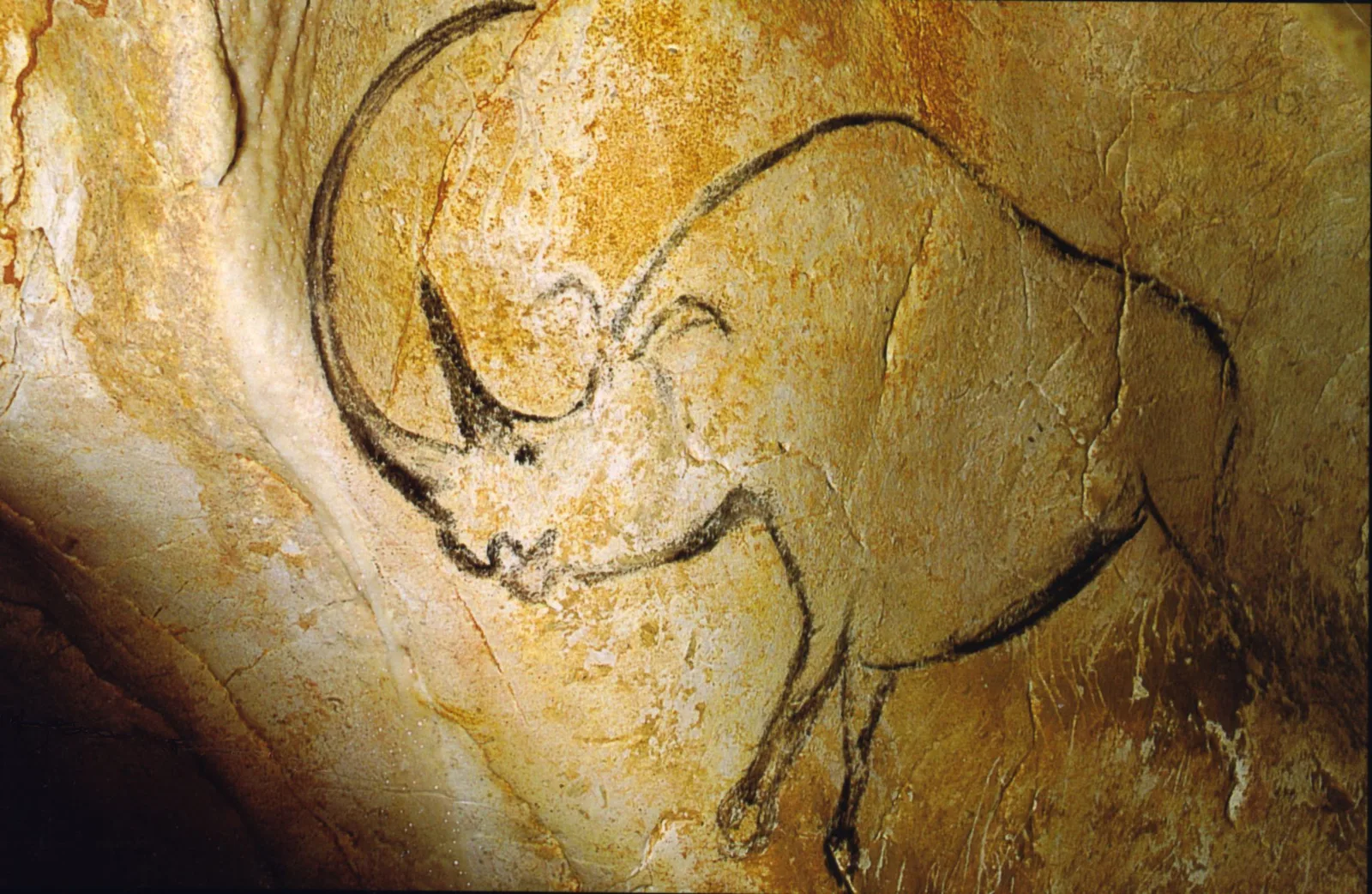 A prehistoric cave painting of a rhinoceros, drawn in black outline on ochre rock.