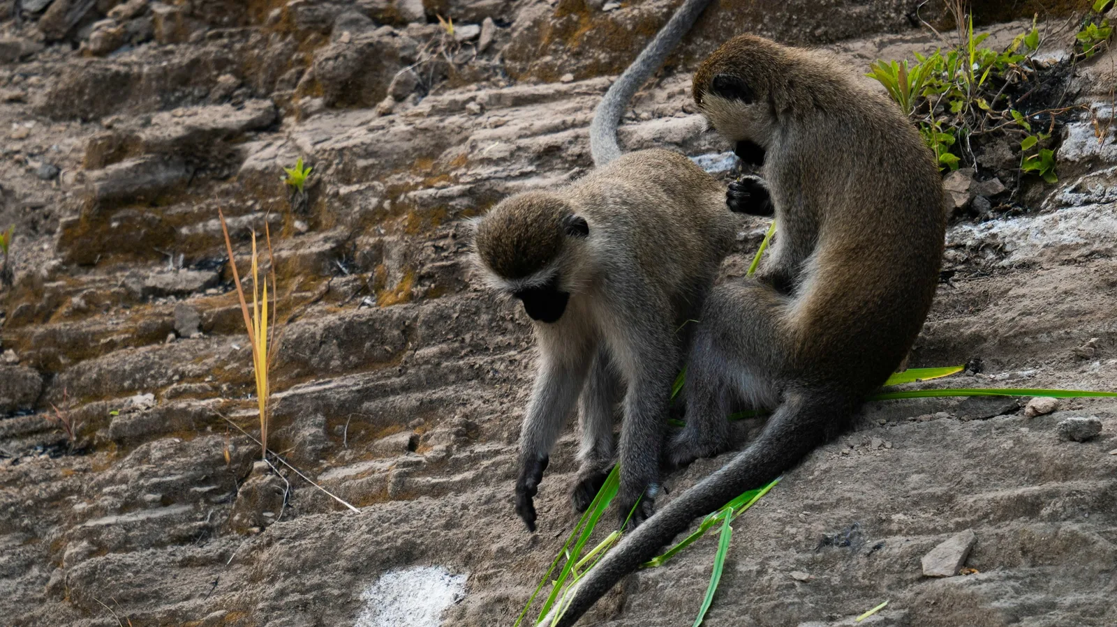 Two vervet monkeys sitting close together on a rocky slope, one grooming the other.