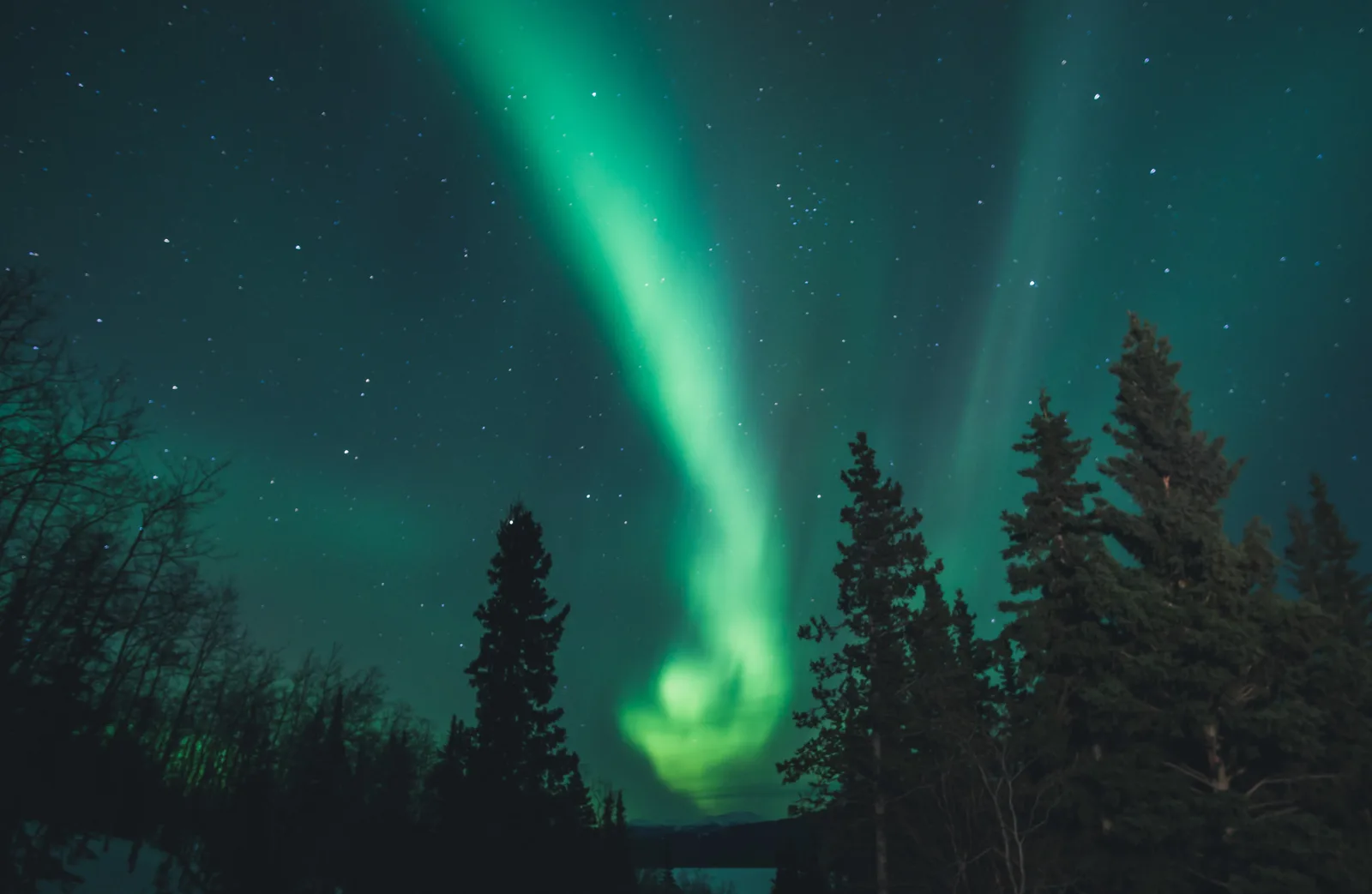 A green aurora arcing across a starry night sky above silhouetted spruce trees.