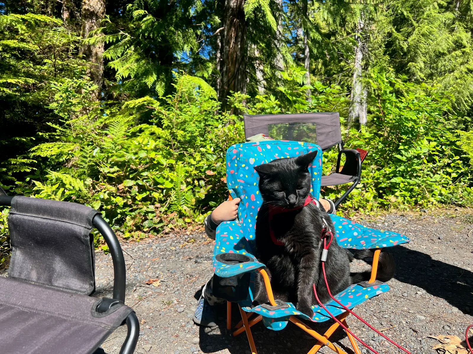 A cat sitting in a camp chair.